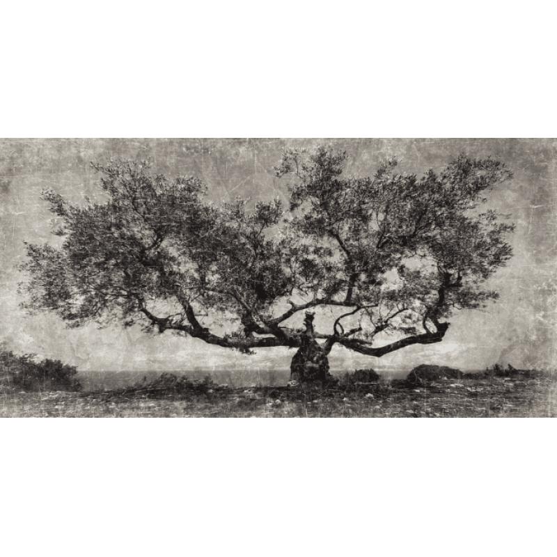 AFFICHE ALFONZ "L'ARBRE PAROS"